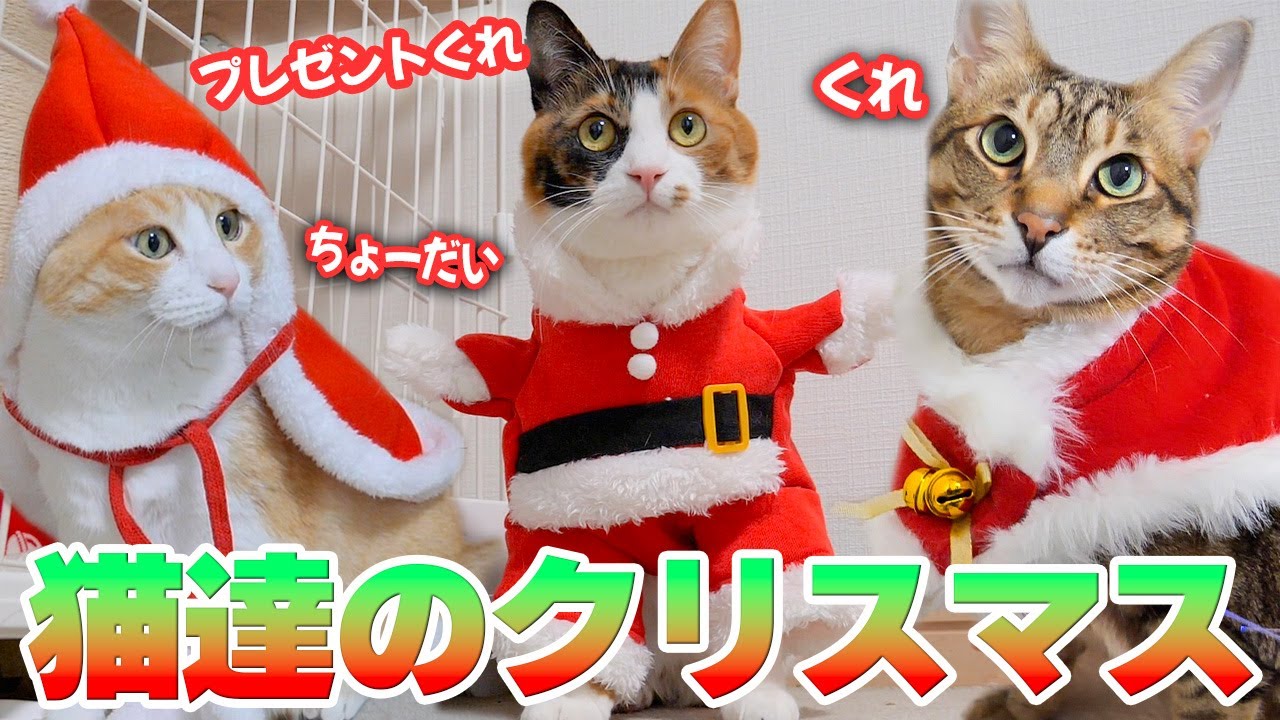 猫達がクリスマスにサンタに変身してプレゼントを強奪しにやってきました…
