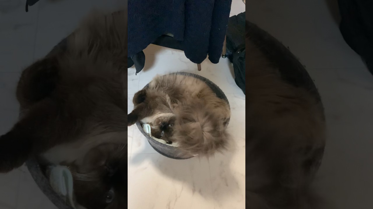 めっちゃ寝てた #猫 #ヒマラヤン #猫のいる生活 #猫のいる暮らし #shorts