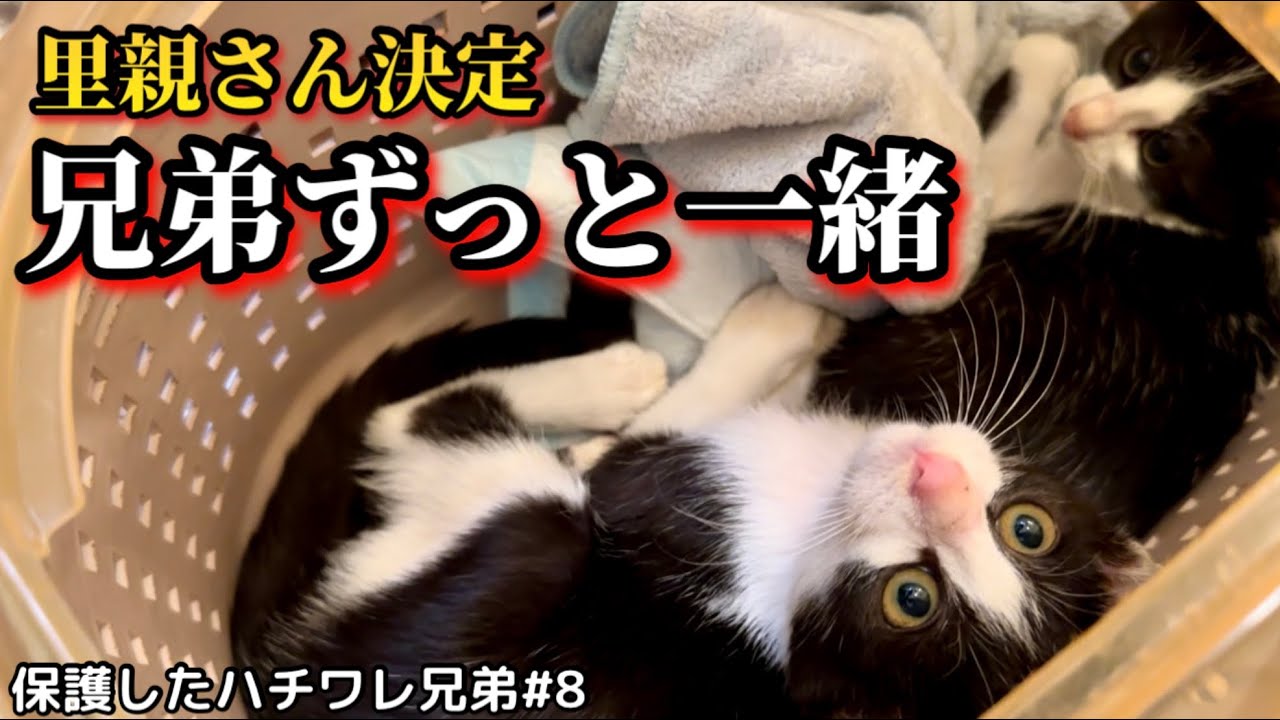 喫茶店にご飯をもらいに来ていた子猫兄弟が幸せをつかみました。