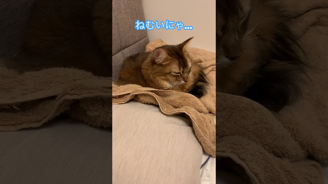 寝落ちしそうになる猫 #ソマリ #いやしねこ