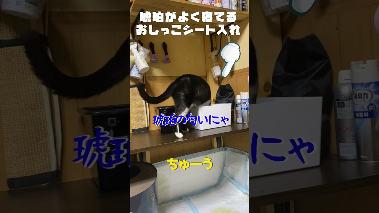 最近不仲な、ベンガル猫と黒白猫の証拠映像・・　#shorts