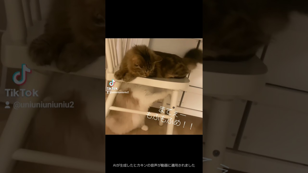 まてぇーもふもふめ！ #ラガマフィン #猫のいる暮らし #shorts