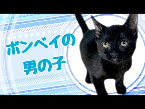 ボンベイの子猫　（中之島）