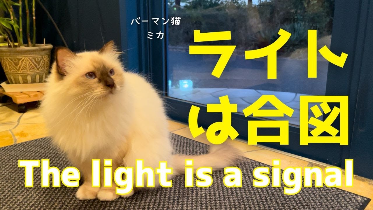 バーマン猫ミカとラフ【ライトは合図】The light is a signal（バーマン猫）Birman/Cat