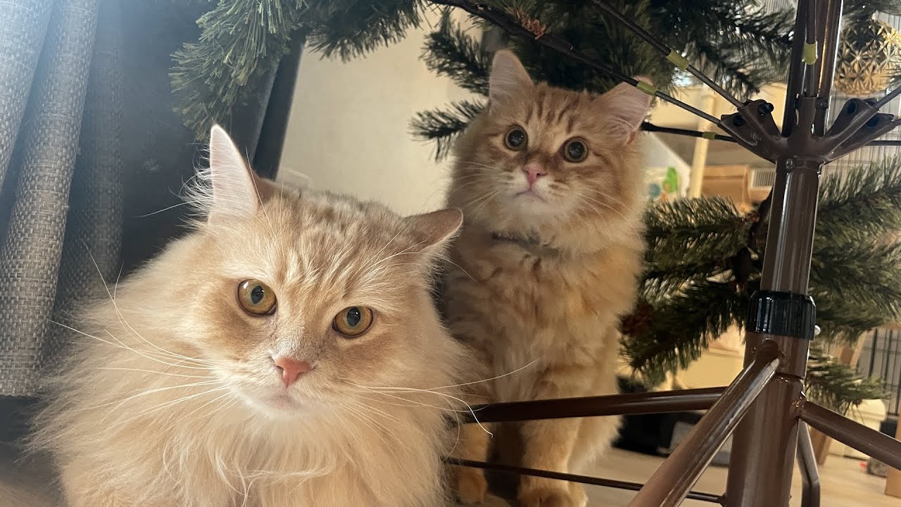 クリスマスツリーを飾ったら子猫たちも手伝ってくれました！【サイベリアン】