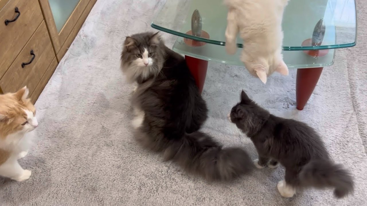 【初探検‼︎】ついにケージの外に出た仔猫ターキッシュアンゴラ！！お兄ちゃん達と仲良くできるかなぁ〜？？