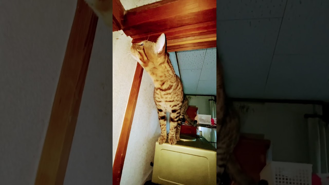 #猫#ベンガル猫#Bengal cat#short ★ベンガル猫のハルノ君のドアップ！目指せ４０万人（笑）（２０２３１２１６ー３）＊🐆兄弟猫のレオちゃんは、tanabata77様へ！↷