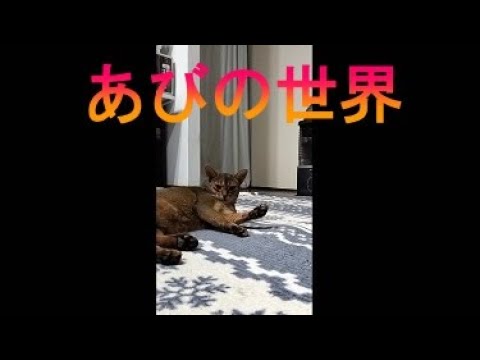 ネコ動画あび＃2628　あびの毎日　アビシニアン　あび