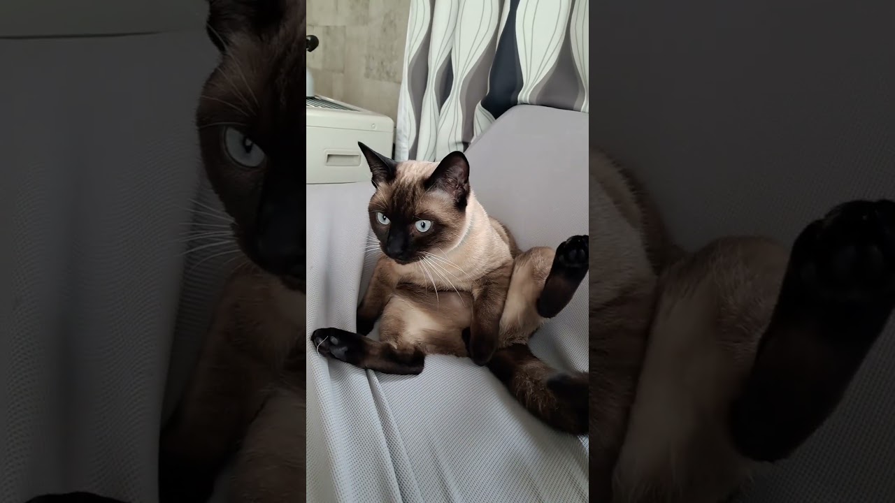 【猫】大事なものがない‼️ #猫 #シャム猫ミックス #shorts