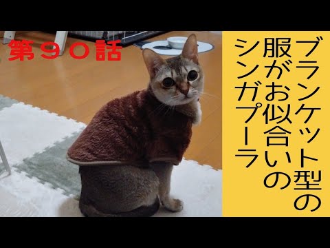 シンガプーラ猫にクリスマスプレゼントした@user-er7vq3zb3e