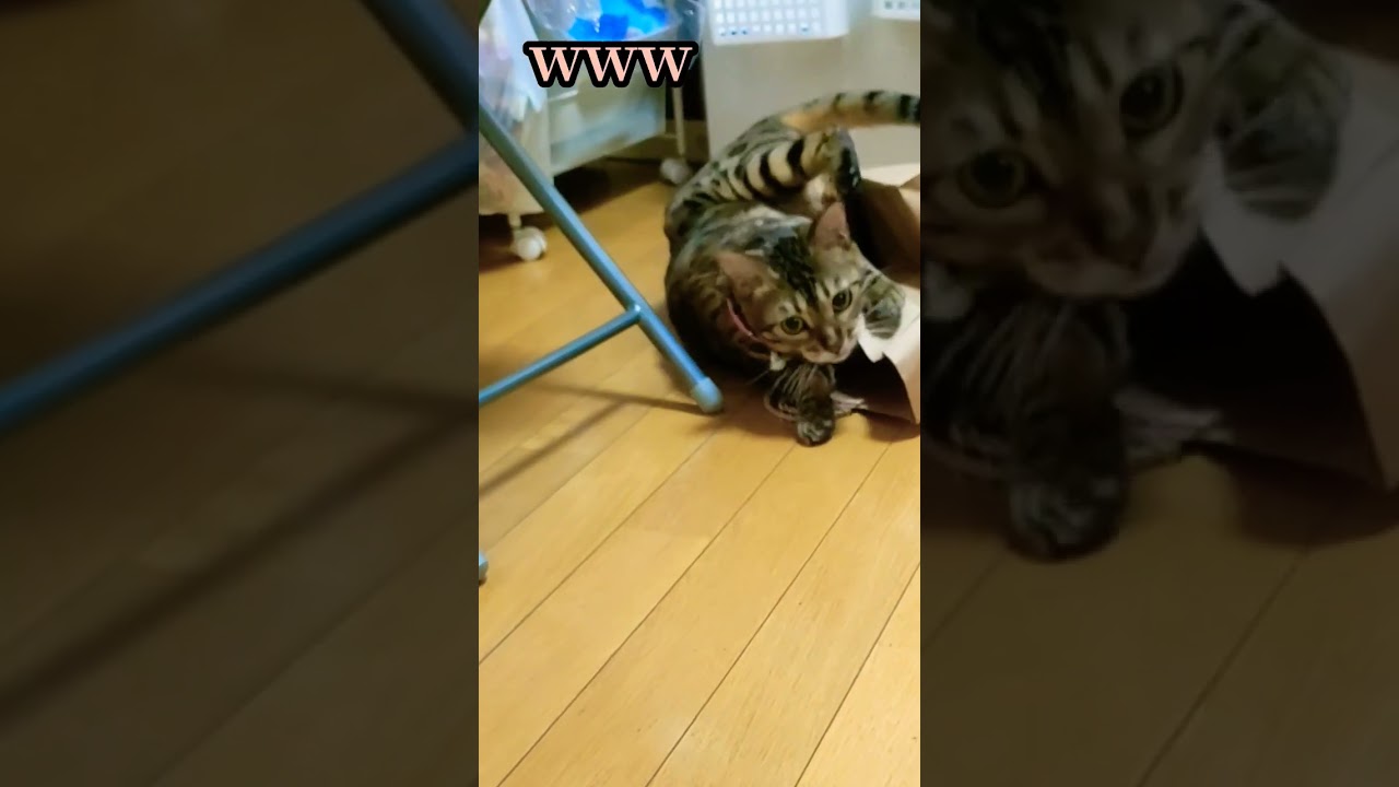 【困った】ベンガル猫ベルちゃん　 いたずらしていたら・・・#shorts #bengalcat
