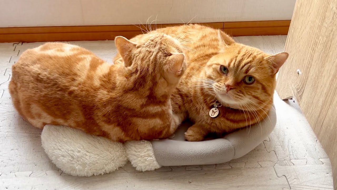 【癒し】クリスマスは親子水入らずで🎄 #猫 #マンチカン