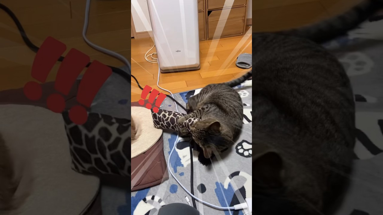 邪魔ばっかしてくる😾#shorts #猫 #キジトラ#ソマリ