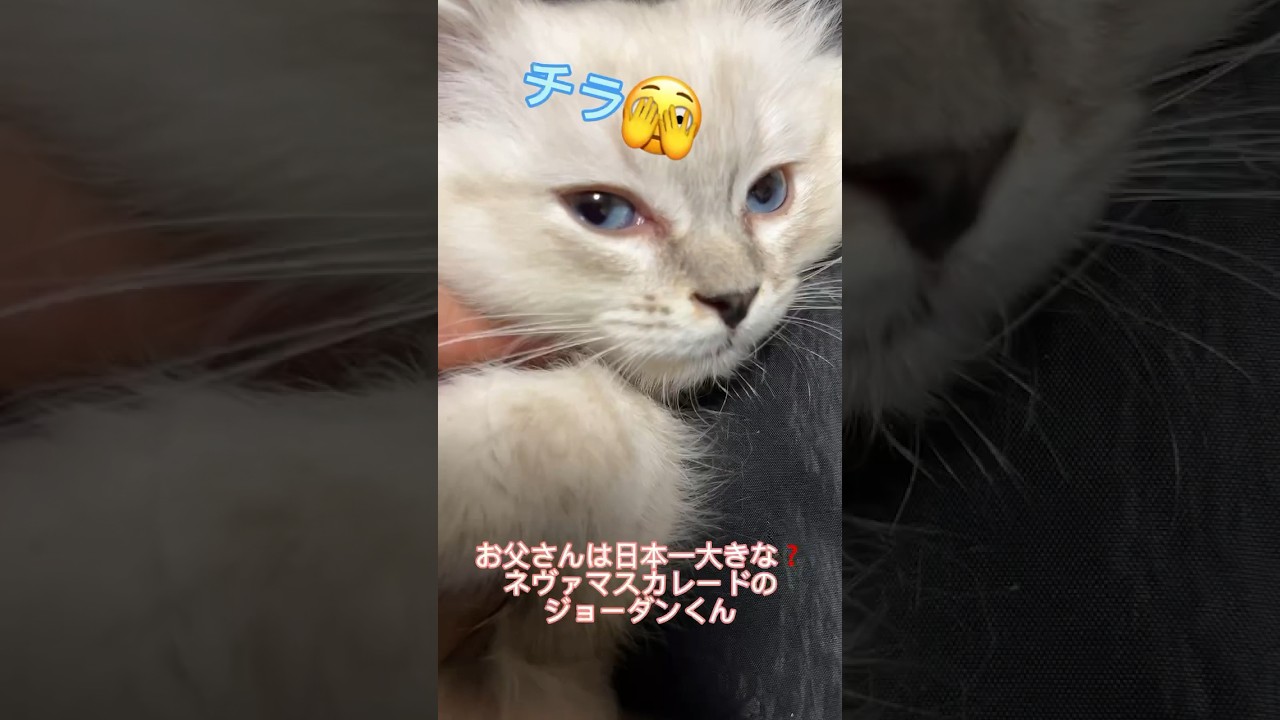 ご家族募集中のサイベリアン子猫、バーニーちゃん💕#サイベリアン #ペットショップ #子猫