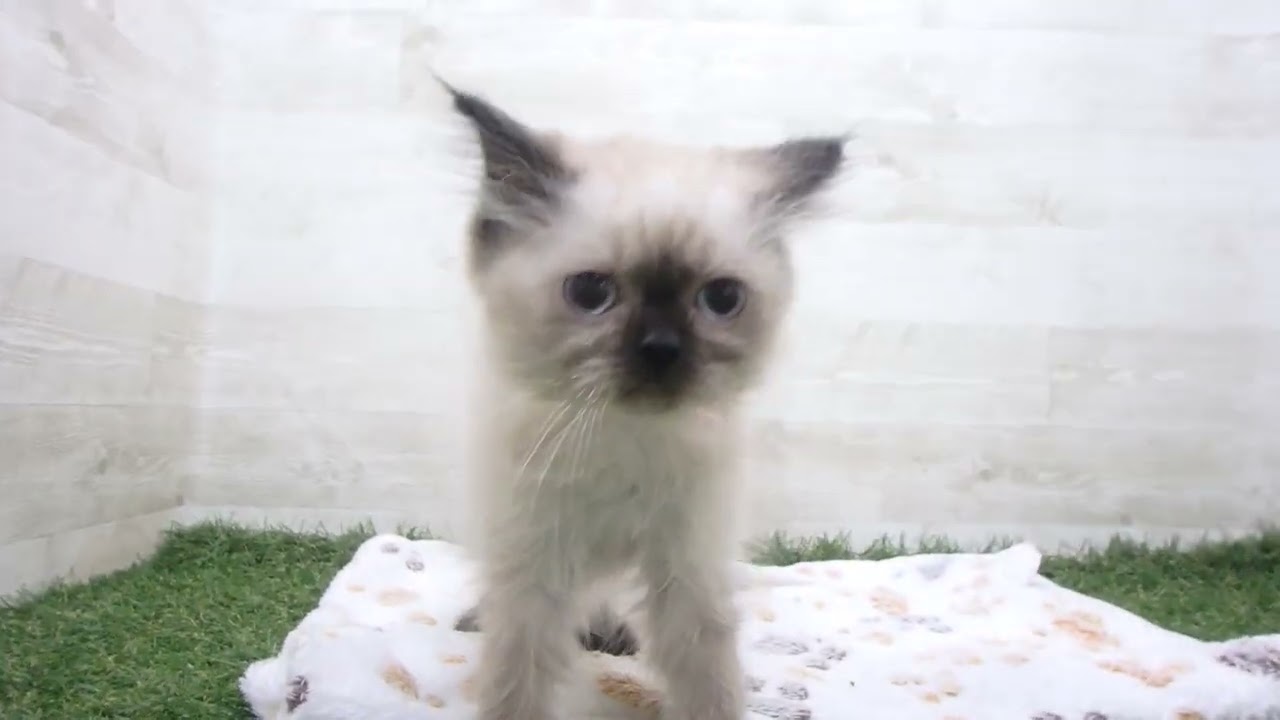 Coo&RIKU　No00659579 ヒマラヤン