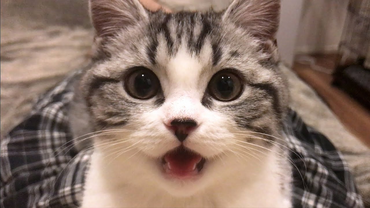 子猫のクロエ