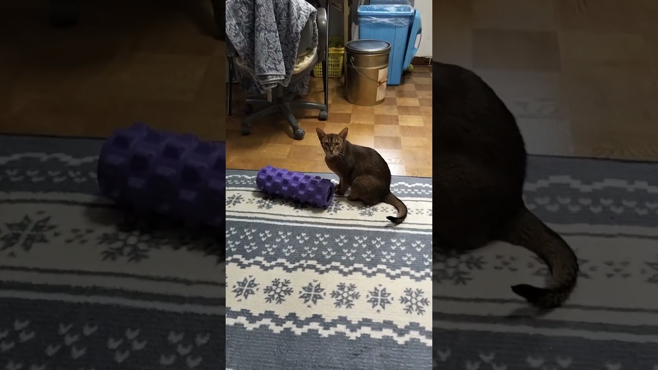 ネコ動画あび#2733　#shorts　#あび #ねこ #ネコのあび #猫動画