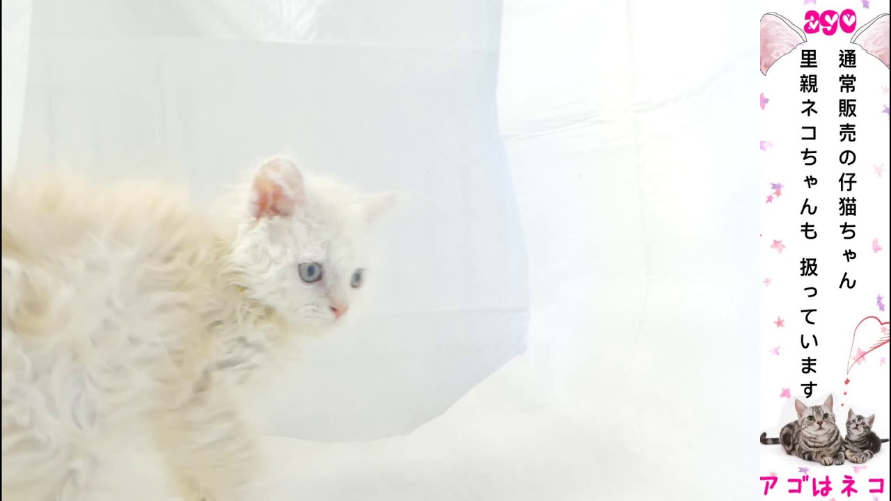 おヒゲクリクリ　セルカークレックス　アゴはネコ