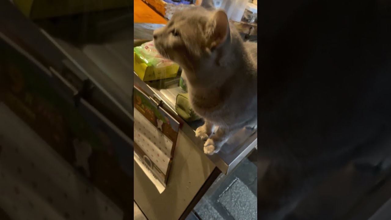 #風の猫　美味しそうな匂いがして流しの上に乗って..　おばあちゃんはチリメンジャコを食べてるのに..　ボクには金魚食べないで..　といわれて..　腑に落ちない猫…　#shorts