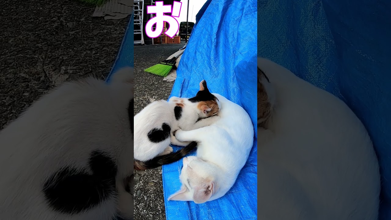 猫」「CAT & PEACE」#cat #ソマリ #ねこ動画 #猫動画 #猫好きさんと繋がりたい #野良猫