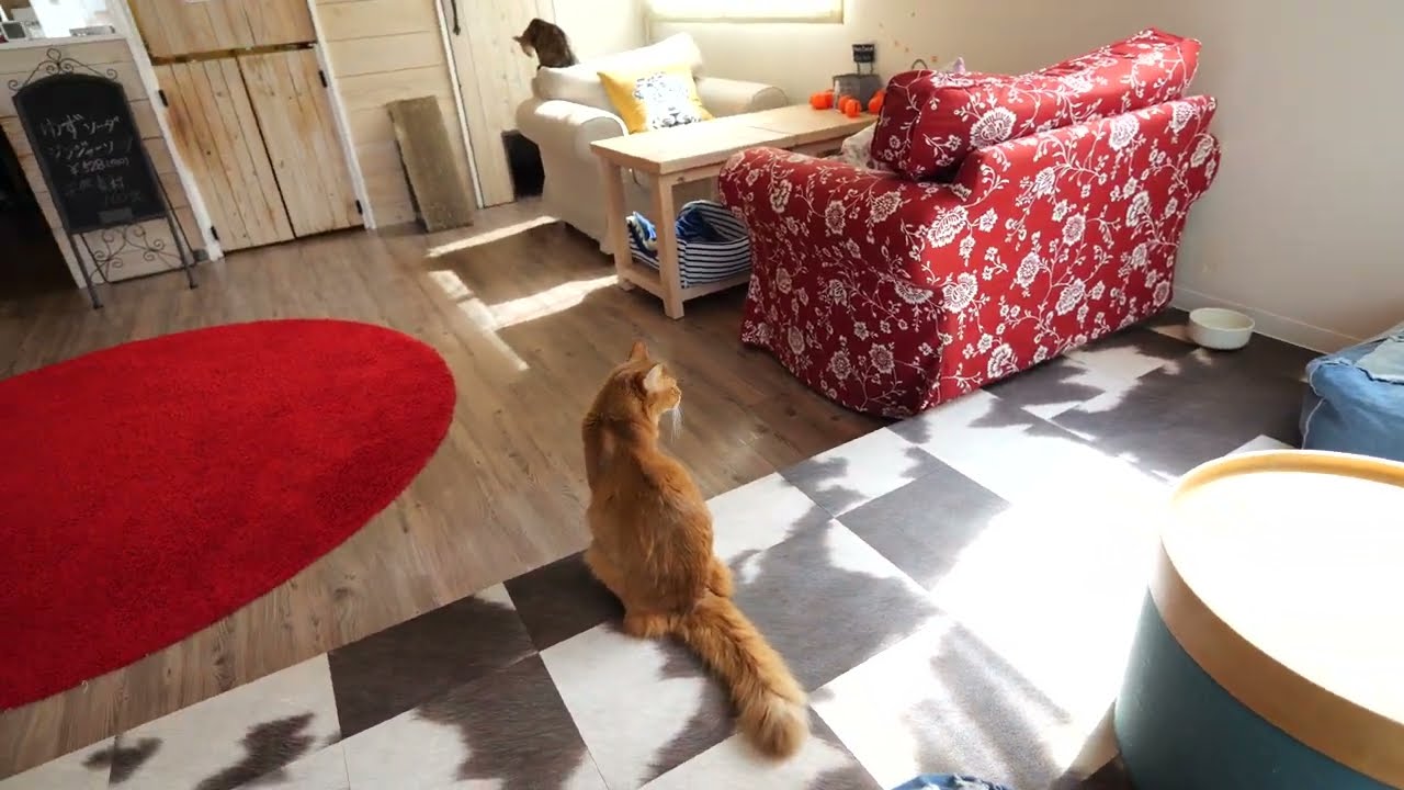 ソマリのケンタとアビシニアンのアビィ