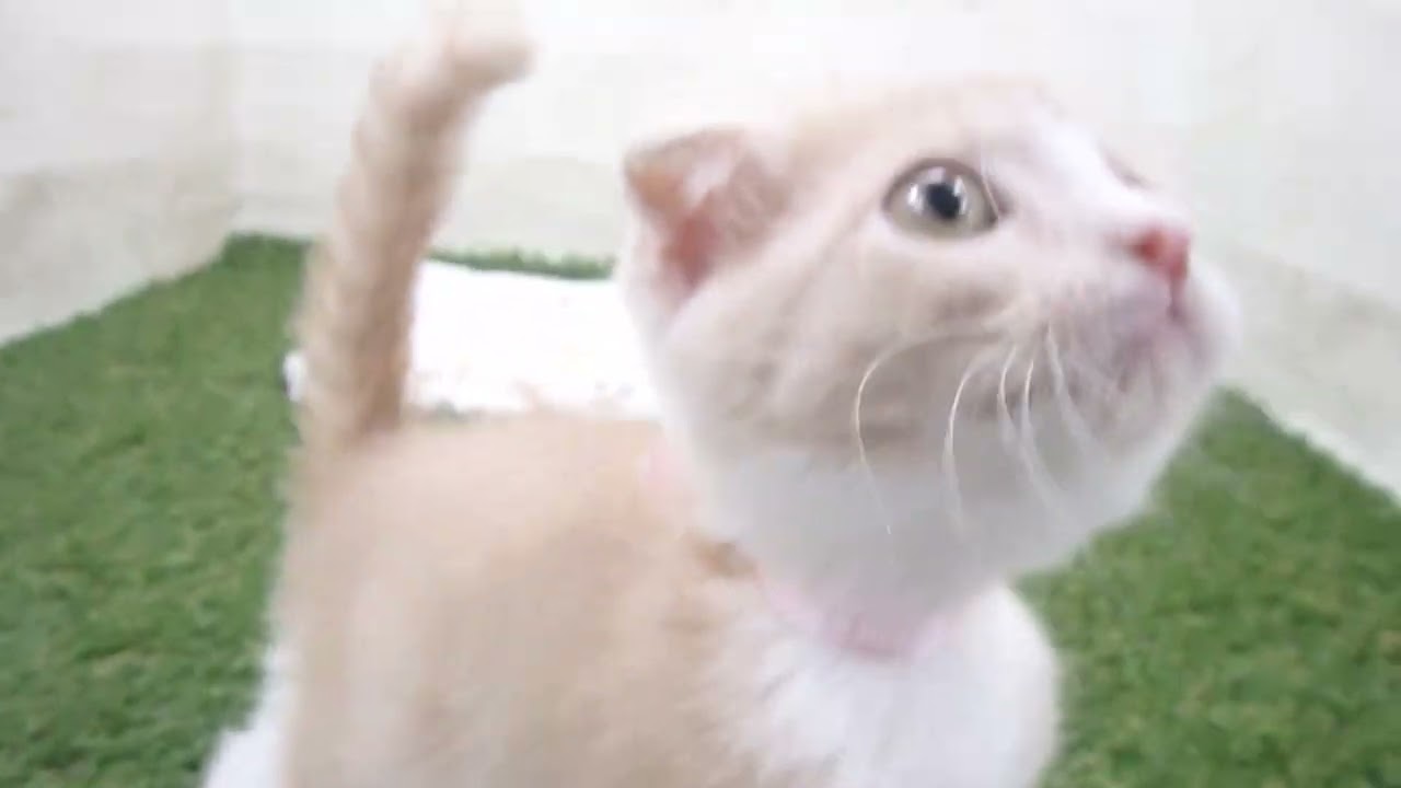 Coo&RIKU　No00659607 スコティッシュフォールド