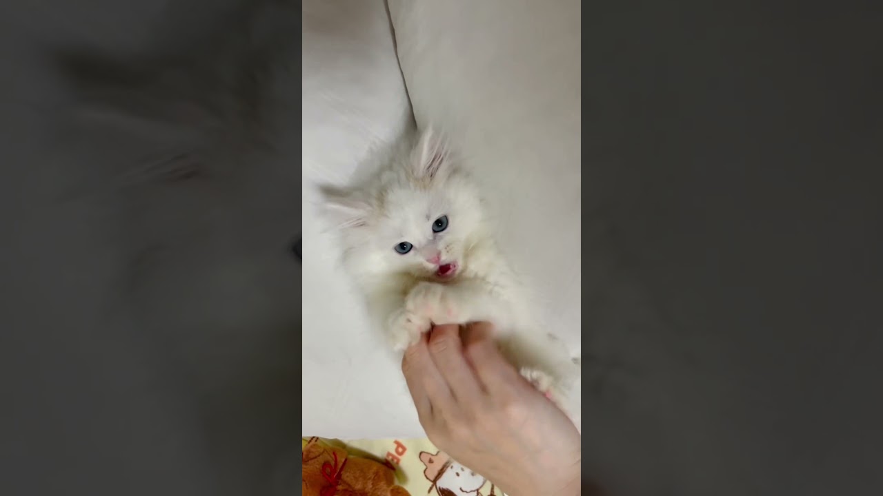 子猫がよくやるやつ