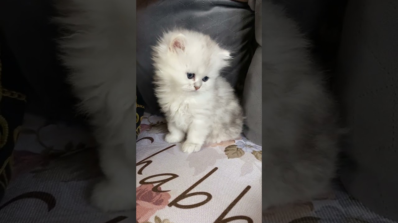 ペルシャ（チンチラ） ふわふわ毛の男の子