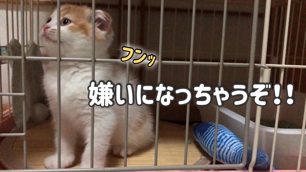 お喋り好きな丸顔の子猫が怒って拗ねてしまいました…