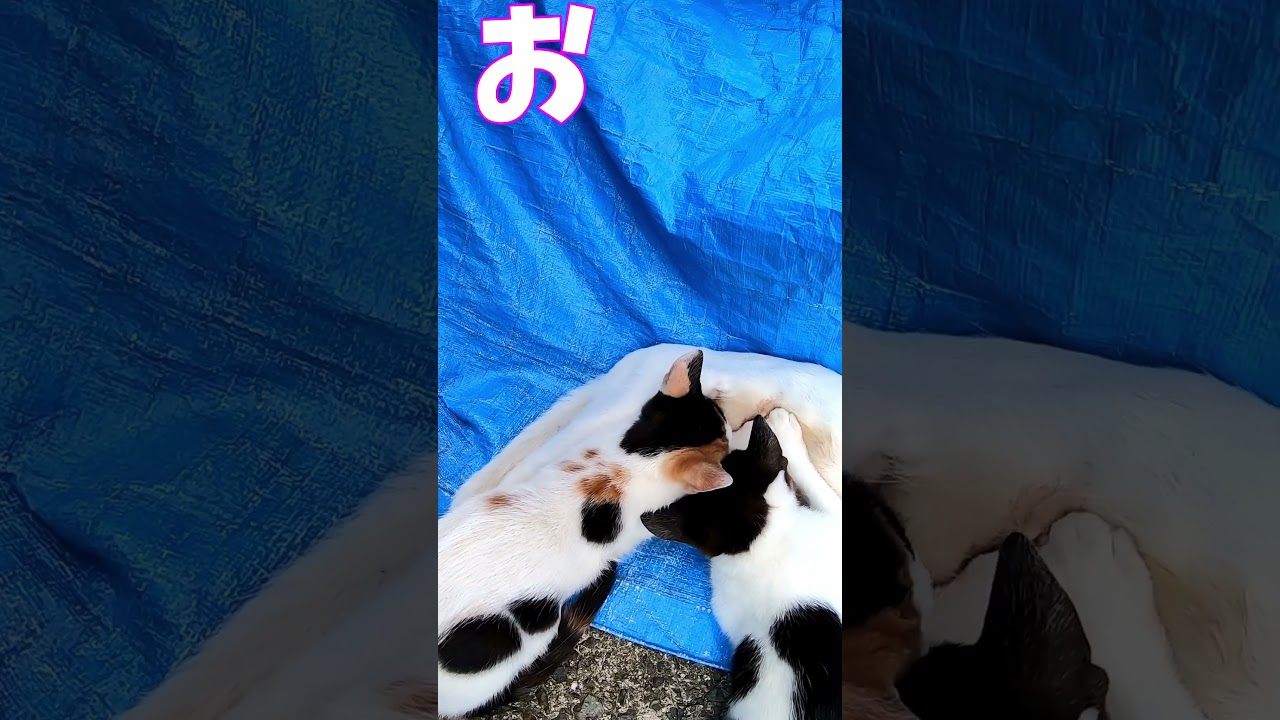猫」「CAT & PEACE」 #cat #ソマリ #feralcat #ねこ動画 #straycat #保護猫 #野良猫ちゃん #wildcat #cat #猫動画 #猫好きさんと繋がりたい