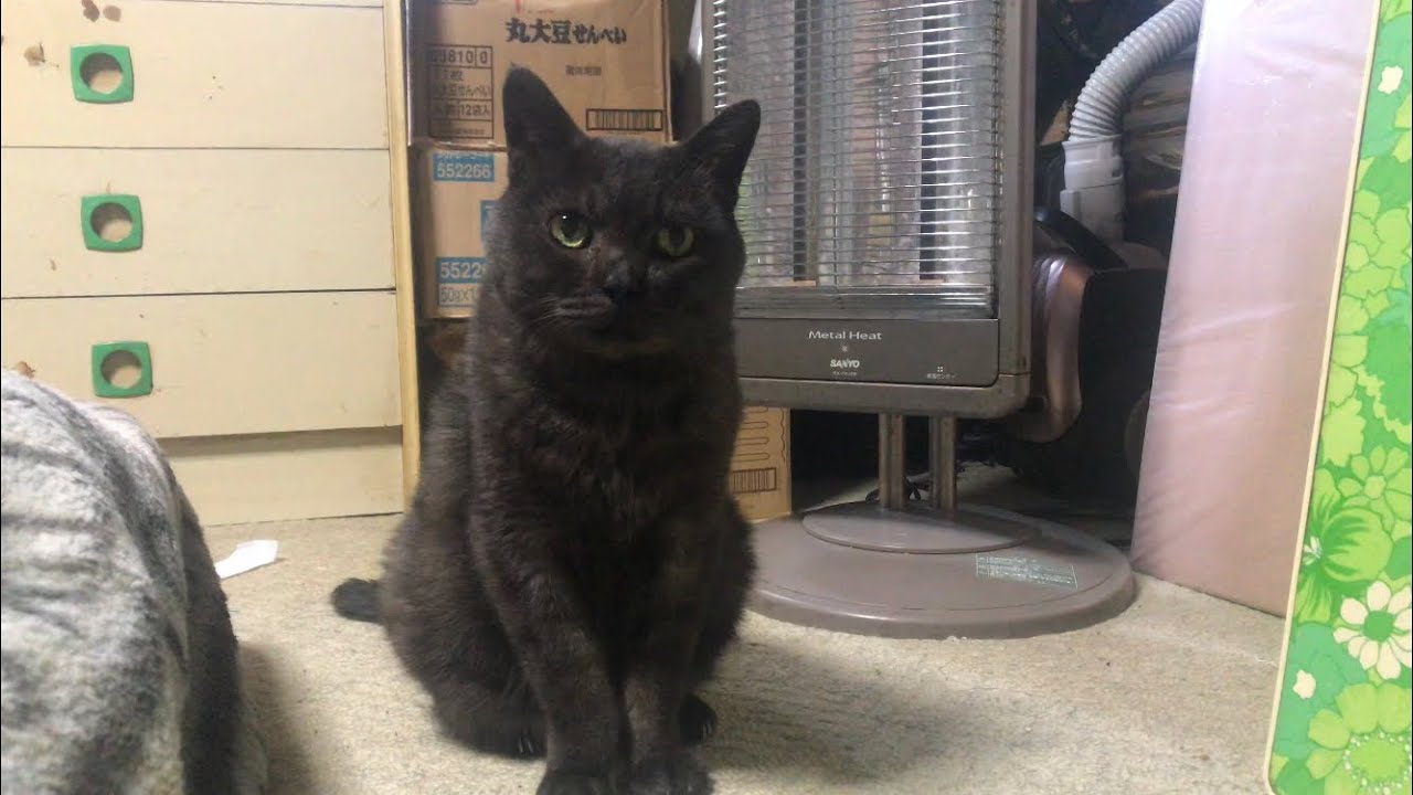 聞いてください！可愛い黒猫はちがひと言だけ言いたいらしい【超可愛い猫動画】