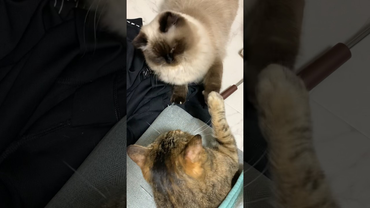 かわいい喧嘩 #猫 #保護猫 #ヒマラヤン #猫のいる生活 #猫のいる暮らし