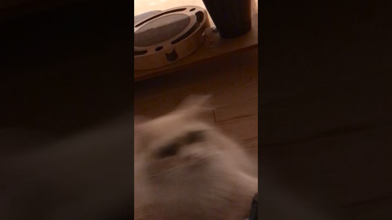 びっくりして😺クルッ！　　　　　　　　　　　#かわいい猫 #サイベリアン