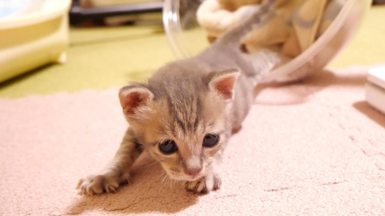 遊びたくて、しょうがない子猫が急ぎ足でお部屋に戻る【赤ちゃん猫　保護猫】