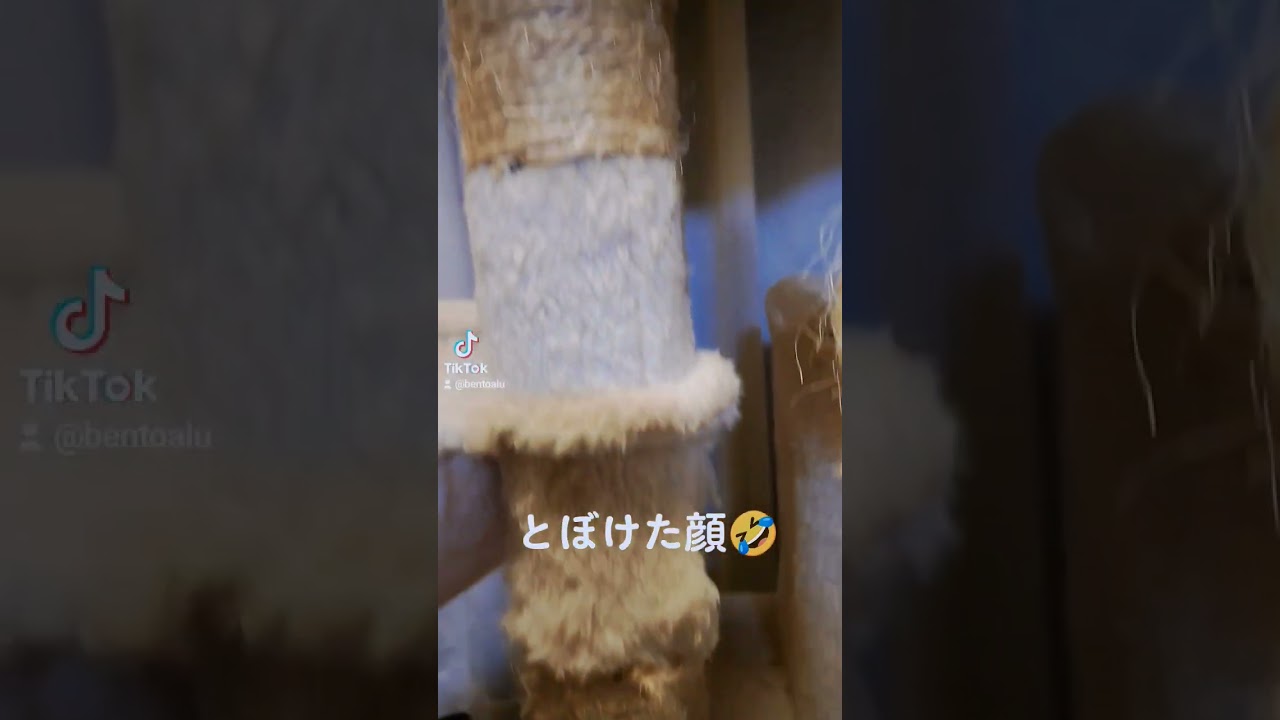 ベンガル猫　ベガ🤣　 #ベンガル #猫 #かわいい猫 #猫動画 #ほのぼの #これなに #これなに猫