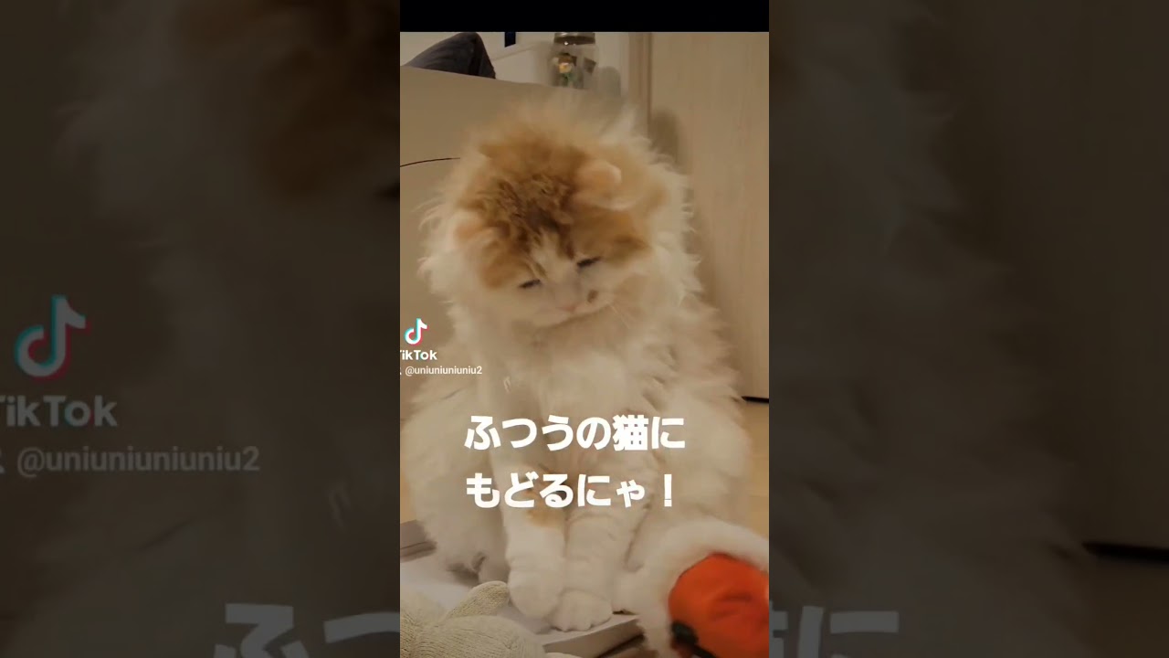 サンタには向いてない猫 #christmas #ラガマフィン #多頭飼い #shorts