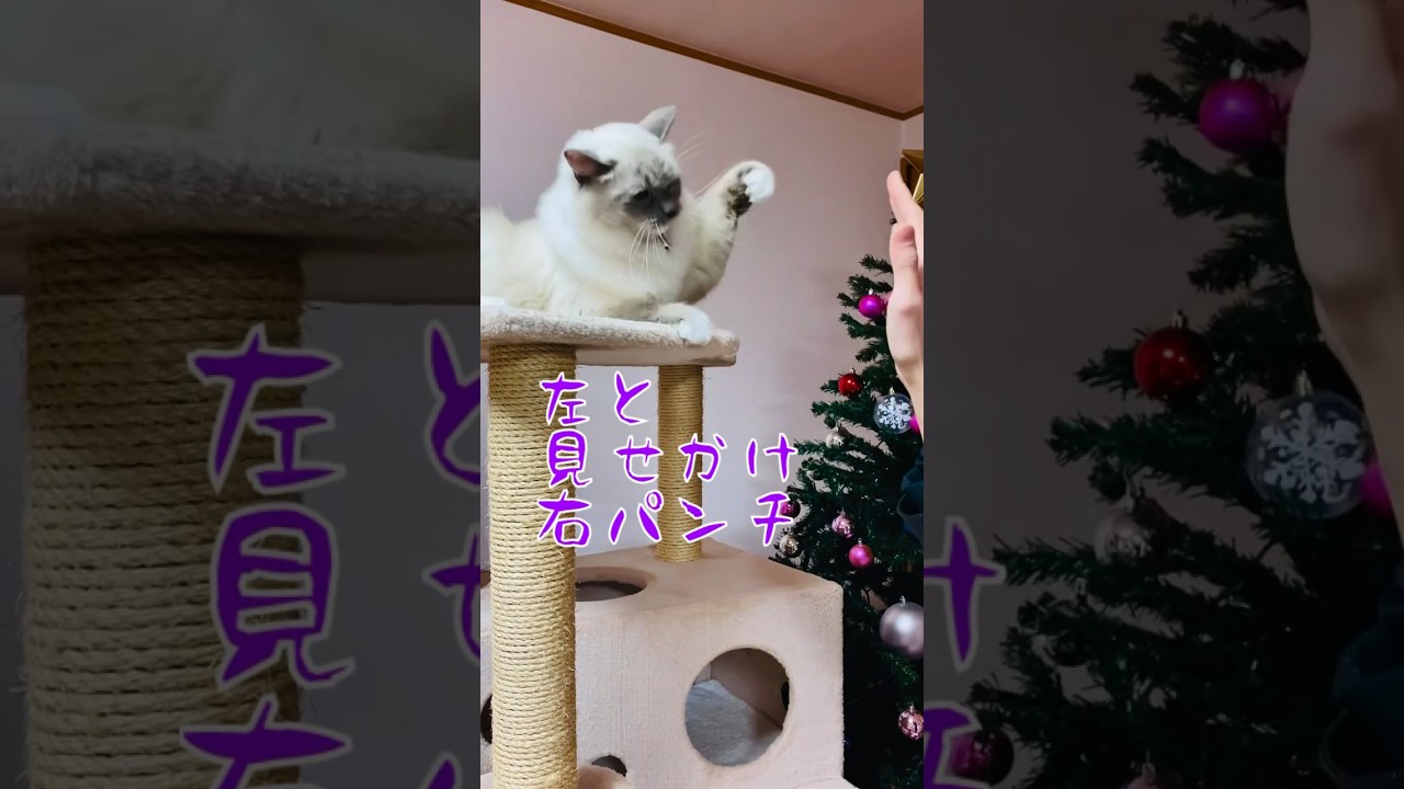 【anela】ヘアーはやめて欲しい猫#ラグドール #ねこのいる生活 #shorts