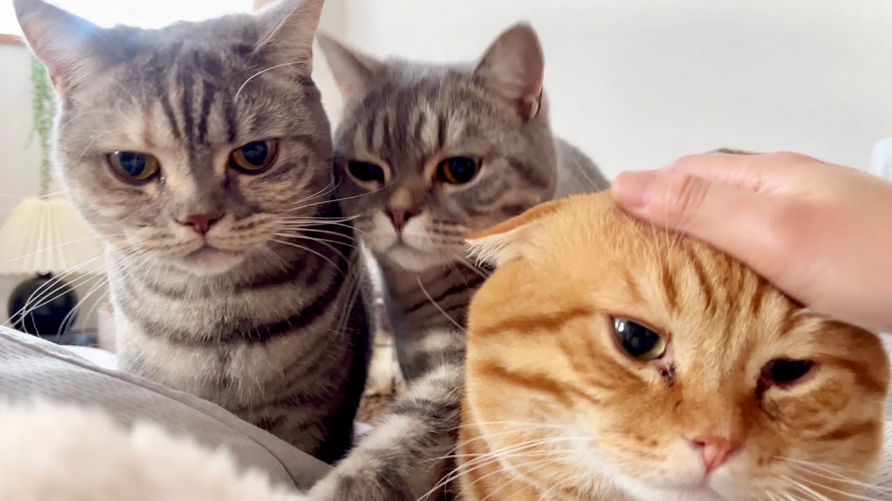 毎朝、ゴロゴロ音のニャラームで目が覚めます #猫 #マンチカン