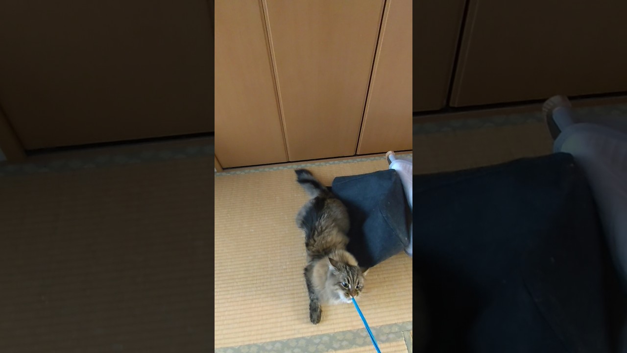 はちまきと遊ぶ【サイベリアン】