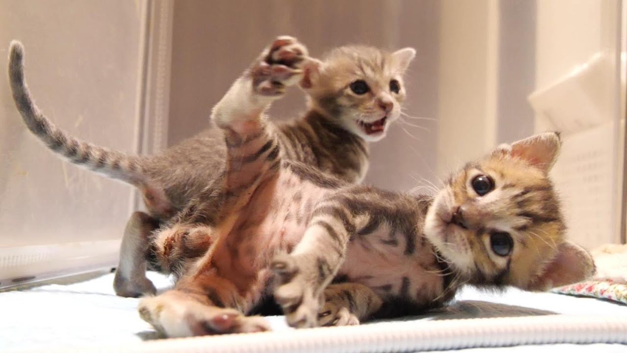 にゃんこプロレスで勝利した子猫のサイレントニャーでかわいい勝利宣言をする？【赤ちゃん猫　保護猫】