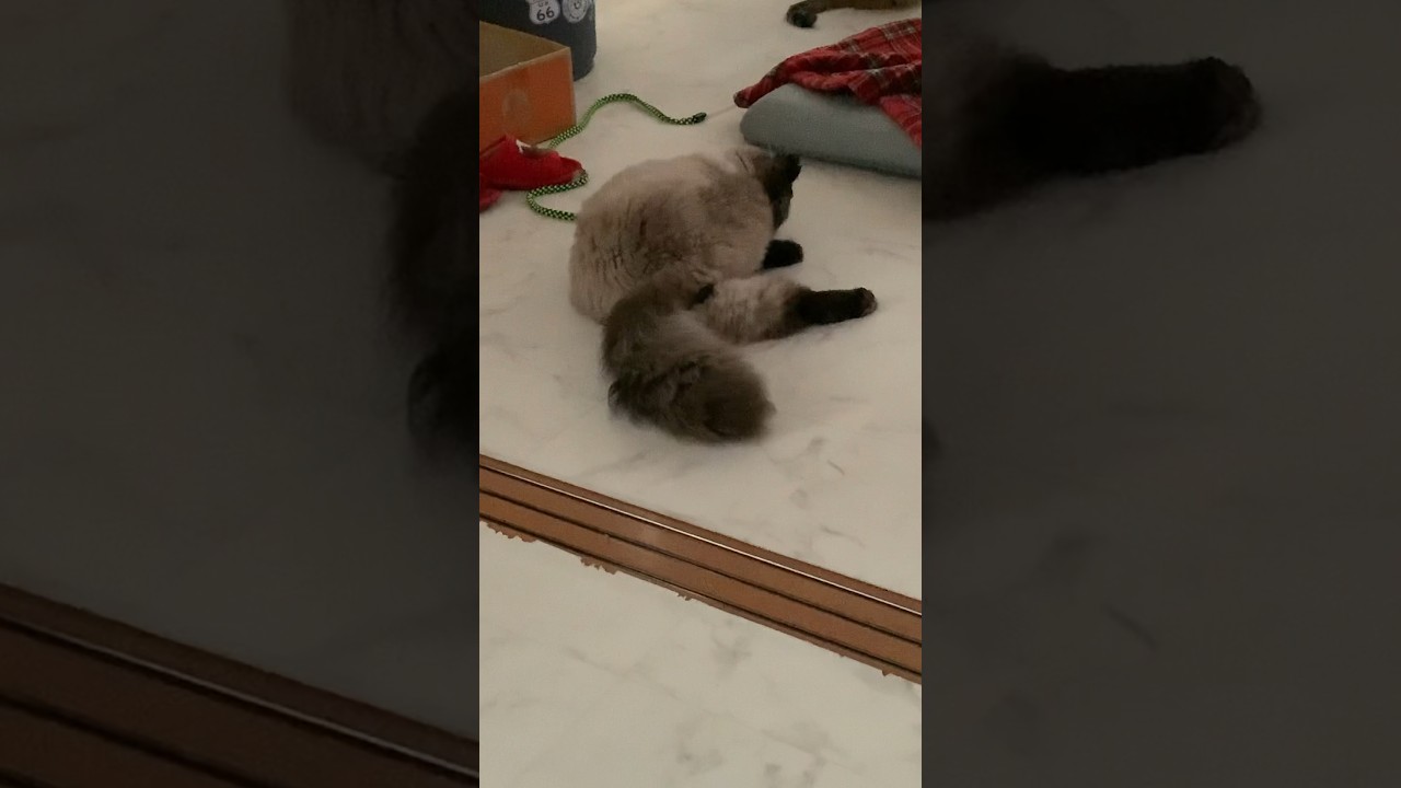 ！！！ #猫 #ヒマラヤン #猫のいる生活 #猫のいる暮らし #shorts