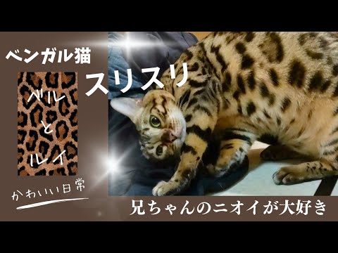 ベンガル猫　兄ちゃんのニオイが好き #bengalcat