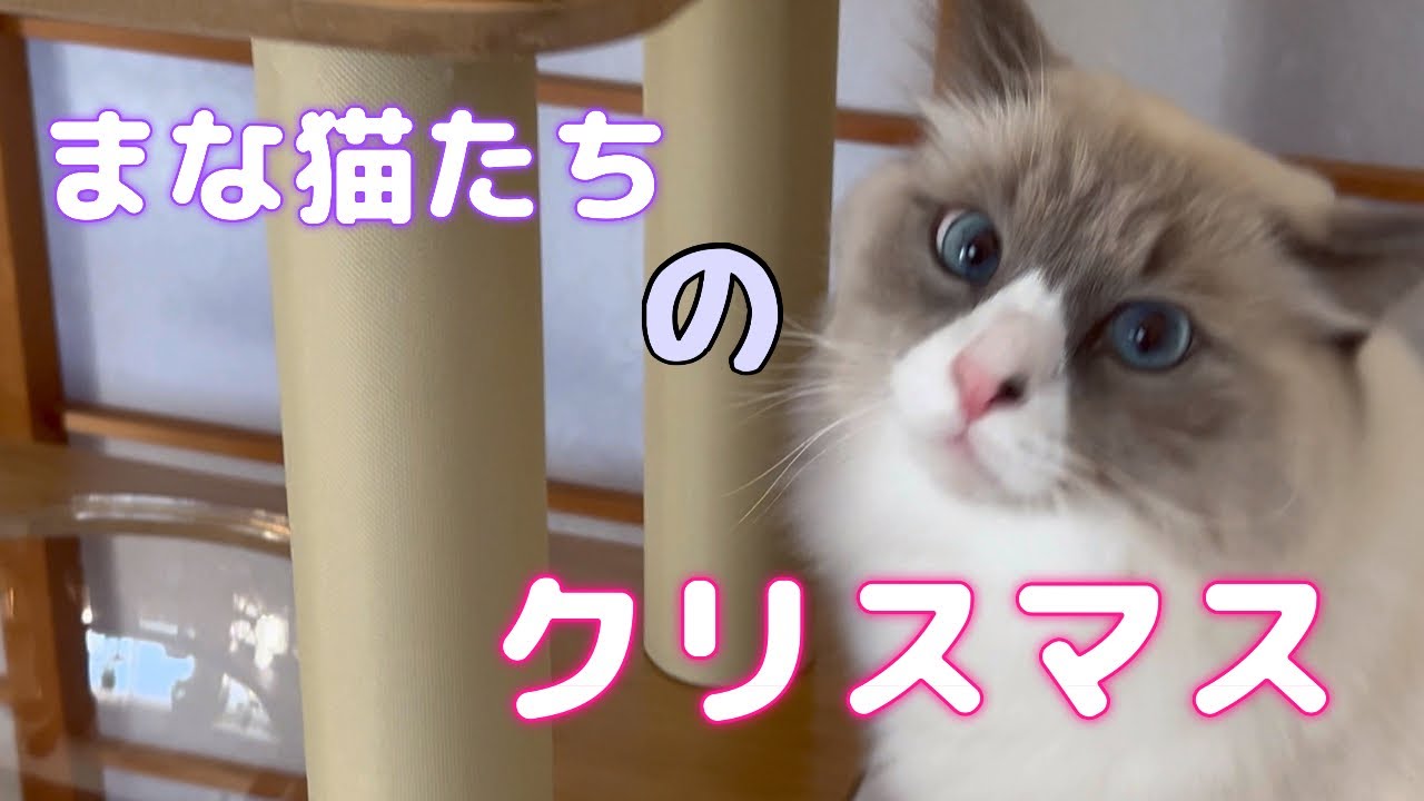 まな猫たちのクリスマス #猫 #猫動画 #ノルウェージャンフォレストキャット #サイベリアン #アビシニアン #cat