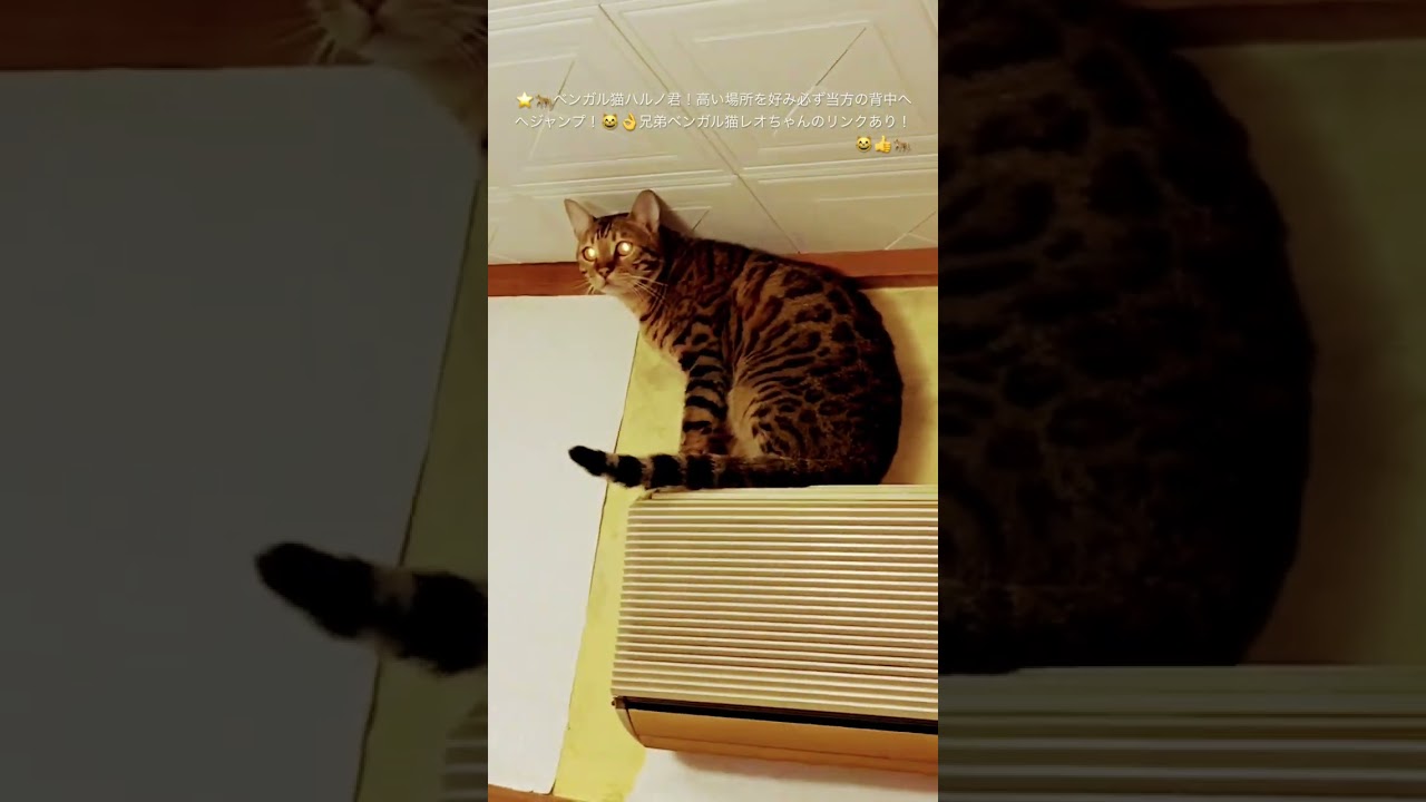 #猫#ベンガル猫#Bengal cat#short ★高い場所を好むベンガル猫のハルノ君当方の背中へジャンプ！目指せ４０万人（笑）（２０２３１２１６ー４）＊🐆兄弟猫のレオちゃんは七夕７７様へ！↷