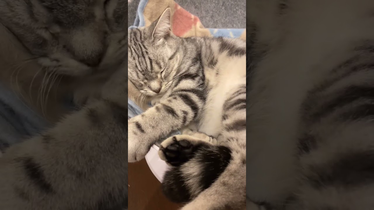 とにかく眠たい猫ちゃん💤 #アメリカショートヘア #ねこ #アメリカンショートヘアー #猫のいる暮らし #アメリカンショートヘア