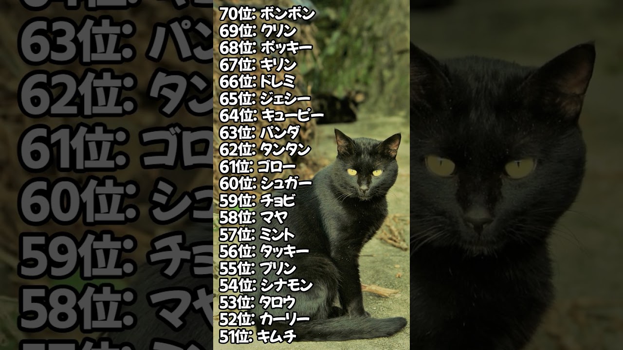 日本で多い猫の名前ランキングベスト100  2023版 #shorts