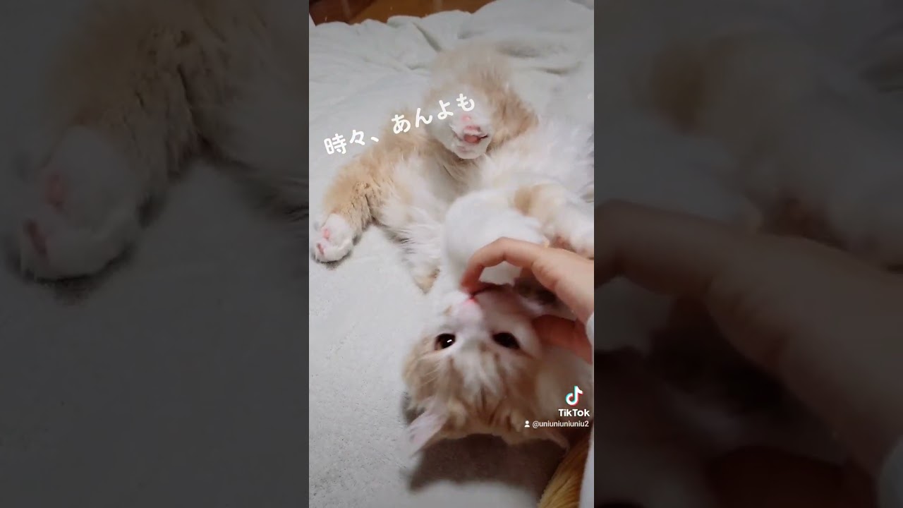 【子猫】ライオンの赤ちゃん感… #ラガマフィン #猫動画 #cat #子猫
