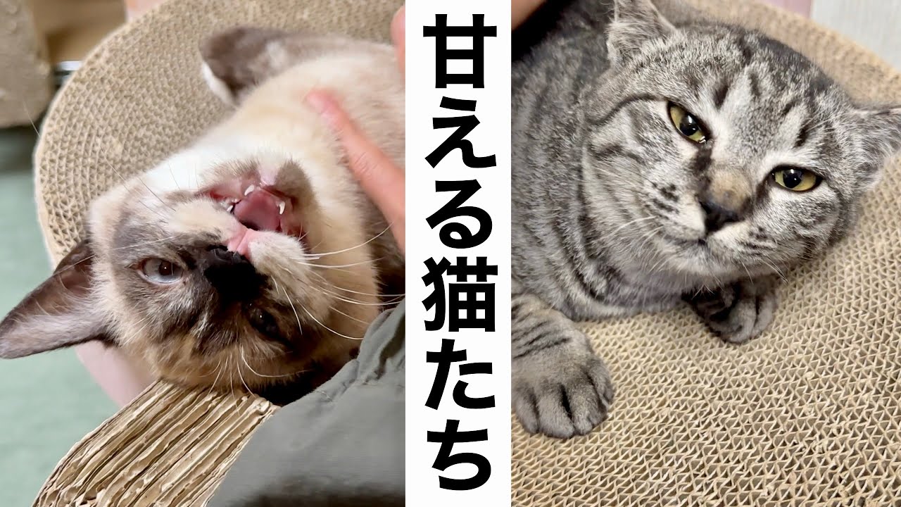 2匹とも甘えてくると忙しい　#保護猫 #里親募集中