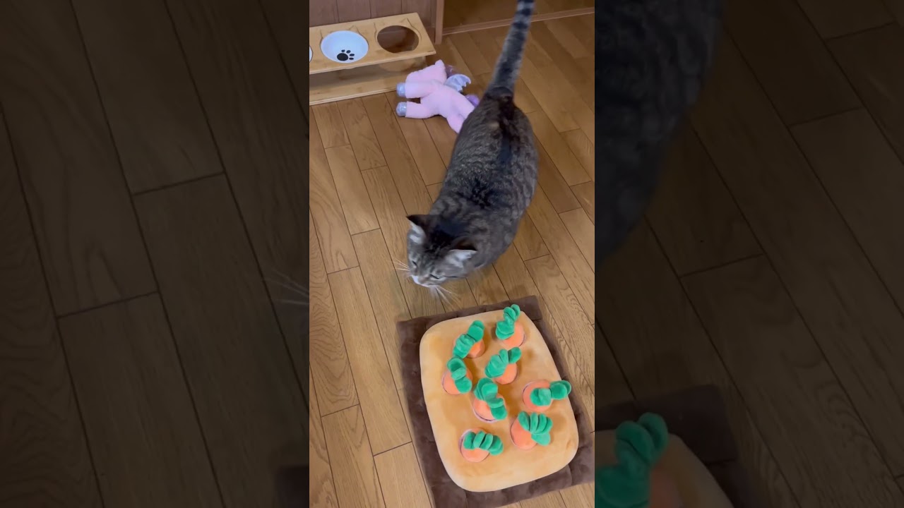 腹が減っては戦はできない元ボス猫 #ほたて君 #保護猫 #ぬいぐるみ #ダイエット中 #元ボス猫 #一人暮らし #猫エイズキャリア #預かりボランティア