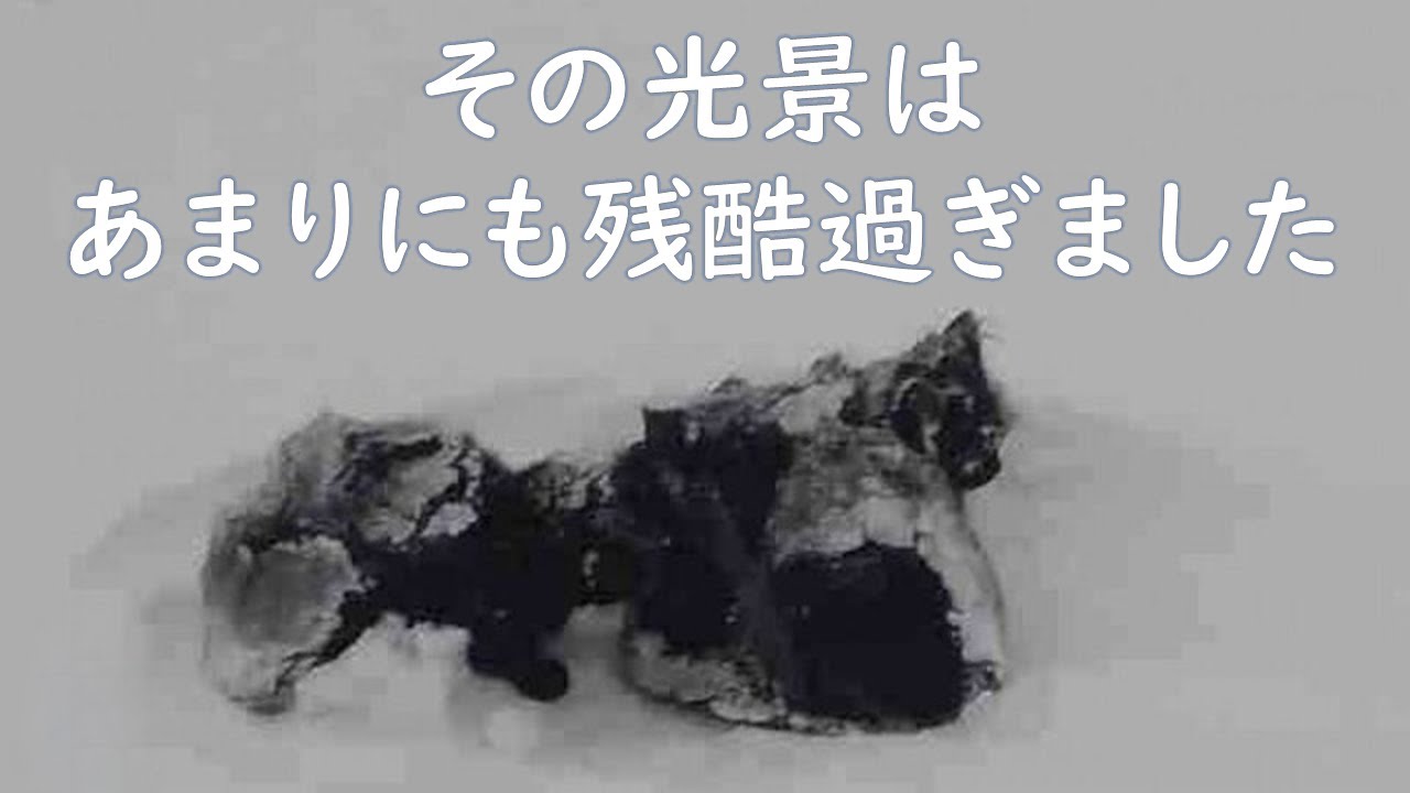 気温マイナス25度の猛吹雪の日に車から放り投げられた3匹の子猫。その日、偶然通りかかった男性が子猫達の生命を救う。【猫にまつわる感動話】